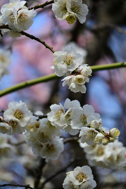 DSC_5705.JPG